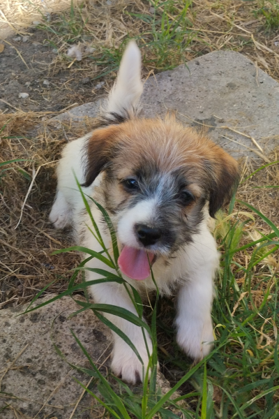 Allevamento Jack Russell