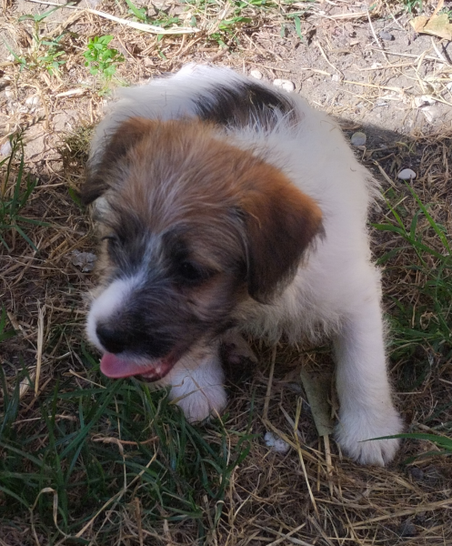 Allevamento Jack Russell