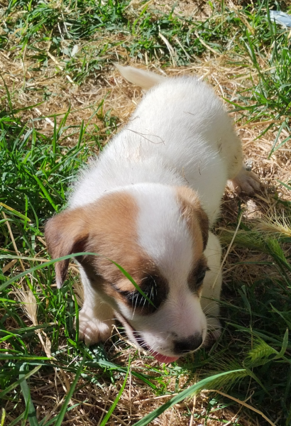 Allevamento Jack Russell