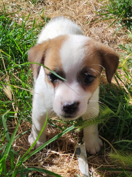 Allevamento Jack Russell