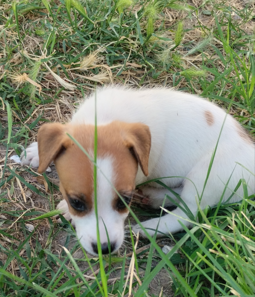 Allevamento Jack Russell