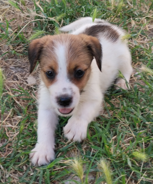 Allevamento Jack Russell