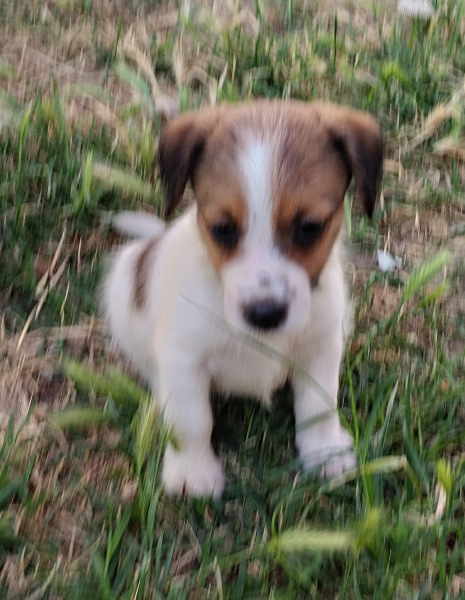Allevamento Jack Russell
