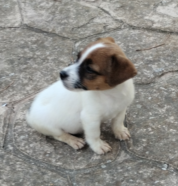 Allevamento Jack Russell