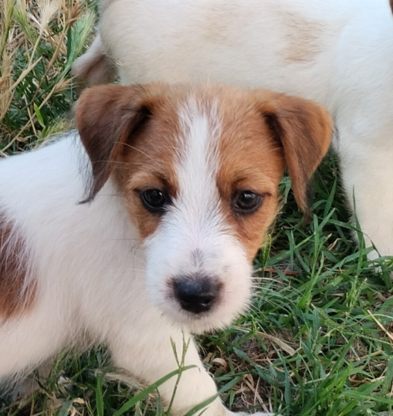 Allevamento Jack Russell