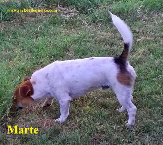 Allevamento Jack Russell