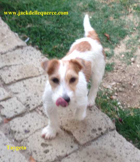 Allevamento Jack Russell