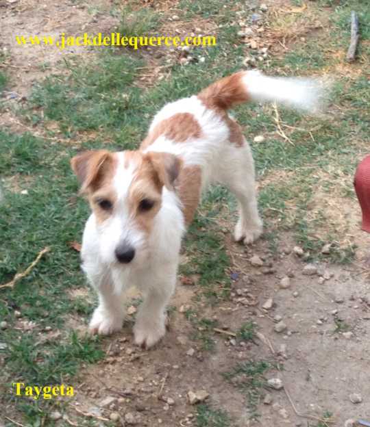 Allevamento Jack Russell