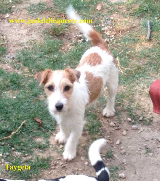 Allevamento Jack Russell