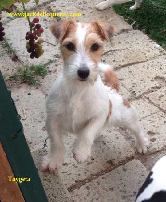 Allevamento Jack Russell