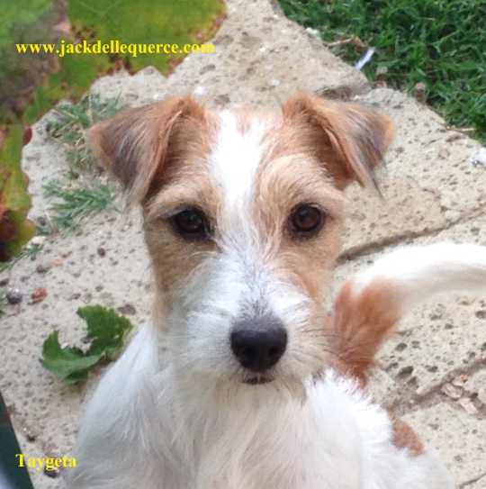 Allevamento Jack Russell