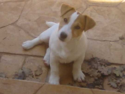 Allevamento Jack Russell: il Jack delle Querce