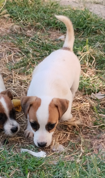 Allevamento Jack Russell