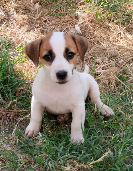 Allevamento Jack Russell