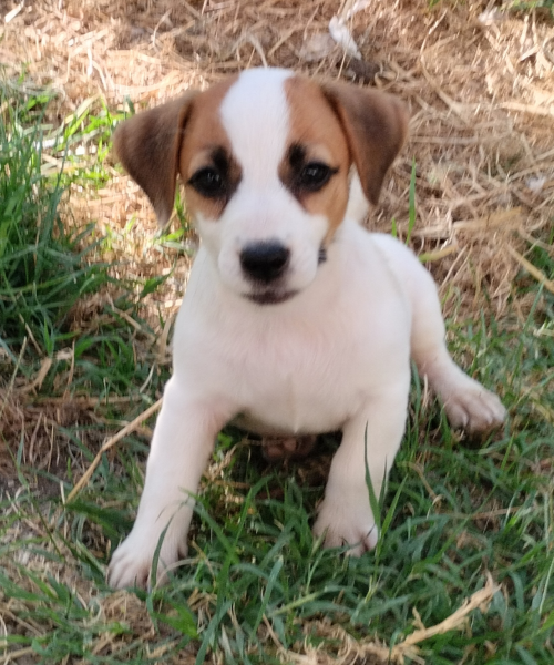Allevamento Jack Russell