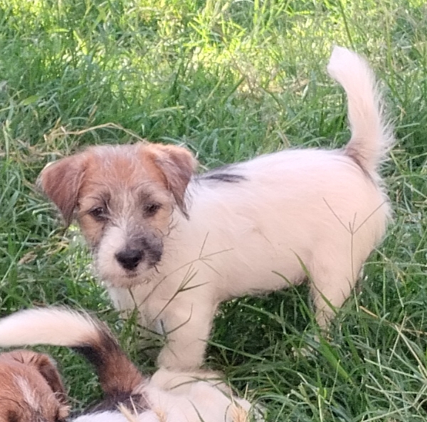 Allevamento Jack Russell