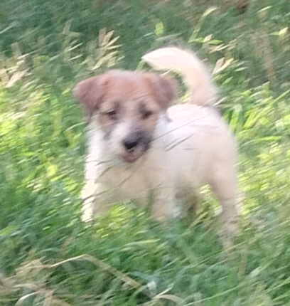 Allevamento Jack Russell