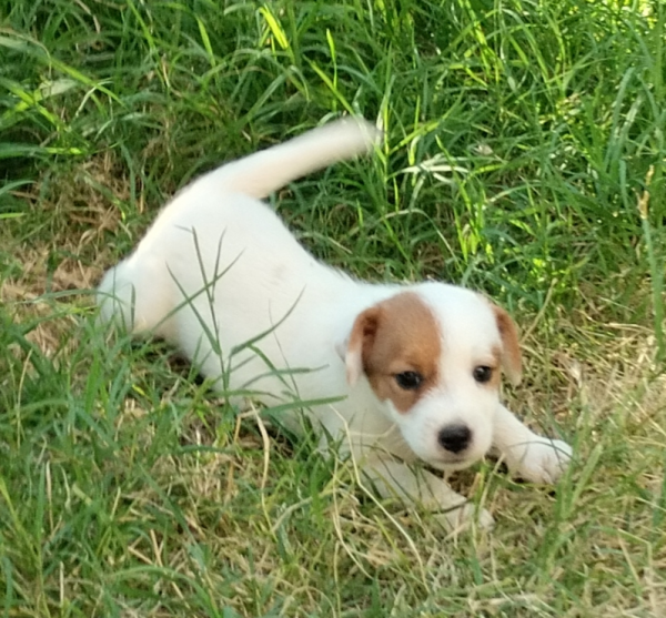 Allevamento Jack Russell